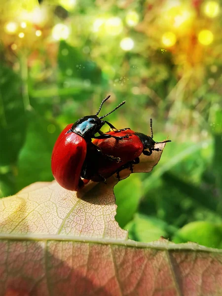 Detail Two Red Beetle Nature Theme — Stock Photo, Image
