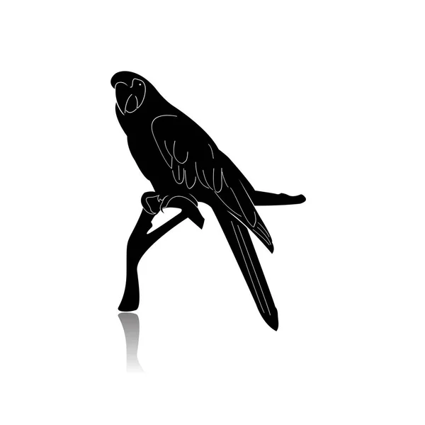 Silueta de pájaro loro aislada sobre fondo blanco — Vector de stock