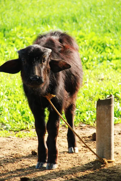 Calf- Baby Buffalo Animal looking close up.Baby Buffalo posing for Photo and give Innocent expression