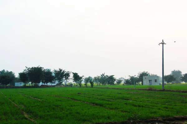 Farming Land Pole Elctricity Shot Very Fresh Scene — Stock Photo, Image