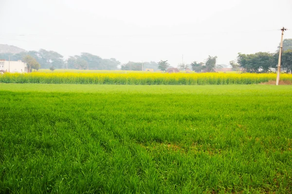 Травой Поле Полным Greenery Фото Берется Сельскохозяйственных Земель — стоковое фото