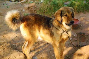 Himalaya köpek