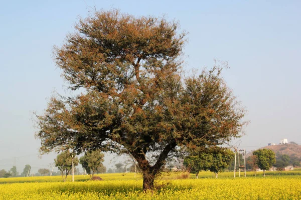 Arbre vert solitaire dans le champ — Photo