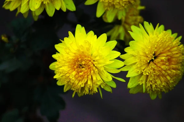 Bando de flores amarelas — Fotografia de Stock