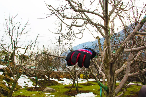 Ein Handschuh auf Apfelbaumzweig in Manali mit schönen abstrakten — Stockfoto