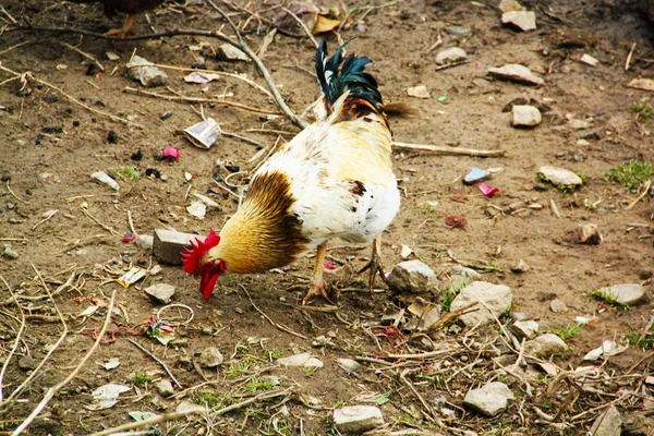 Gallo blanco y pollo pastando en la hierba fuera de la granja orgánica en verano. Free Range Cock and Hens en el campo en la Europa rural, Letonia. Agricultura ecológica respetuosa con los animales — Foto de Stock