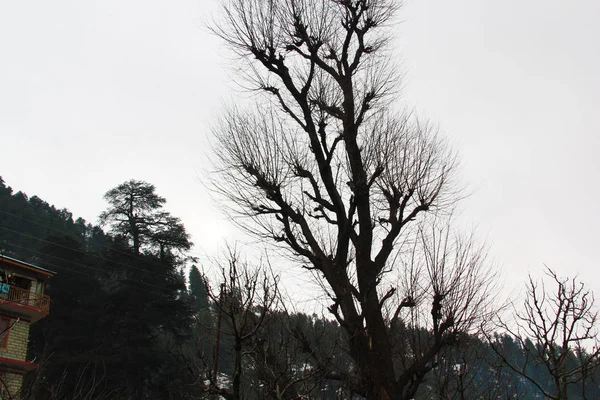 Toter Baum isoliert auf weißem Hintergrund und Schneidepfad — Stockfoto