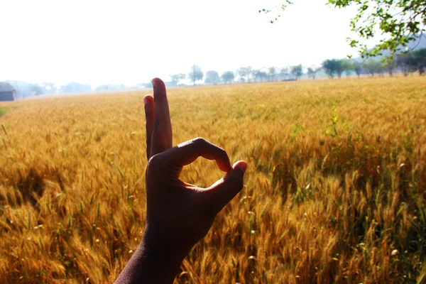 Рука человека показывает ОК знак пшеничного поля на восходе солнца — стоковое фото