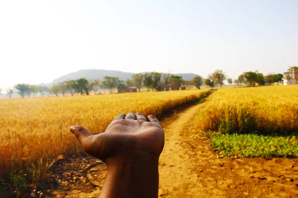Portes de blé dans les mains des agriculteurs près sur fond de champ — Photo