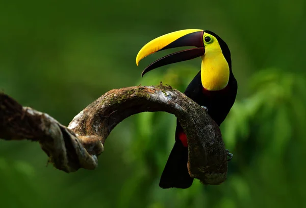 Bird with open bill, Chesnut-mandibled Toucan sitting on the branch in tropical rain with green jungle in background. Wildlife scene from nature.Bird Looking so beautiful on curve Branch.