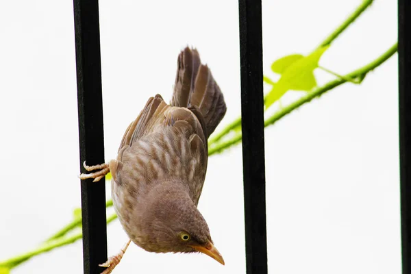 Blízko svého hnízda v hliněné trubce, která sedí na větvičkách přímo uvnitř díry, se uzavře samec Sparrow (Passer domesticus). Obrázek s prostorem pro kopírování — Stock fotografie