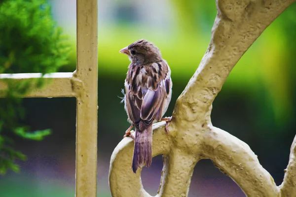 Blízko svého hnízda v hliněné trubce, která sedí na větvičkách přímo uvnitř díry, se uzavře samec Sparrow (Passer domesticus). Obrázek s prostorem pro kopírování — Stock fotografie