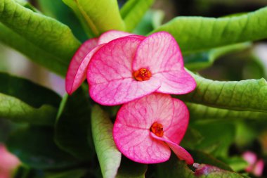 Güzel Yeşil Soyut ile Bahçede Pembe Çiçek