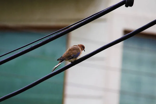 Blízko svého hnízda v hliněné trubce, která sedí na větvičkách přímo uvnitř díry, se uzavře samec Sparrow (Passer domesticus). Obrázek s prostorem pro kopírování — Stock fotografie