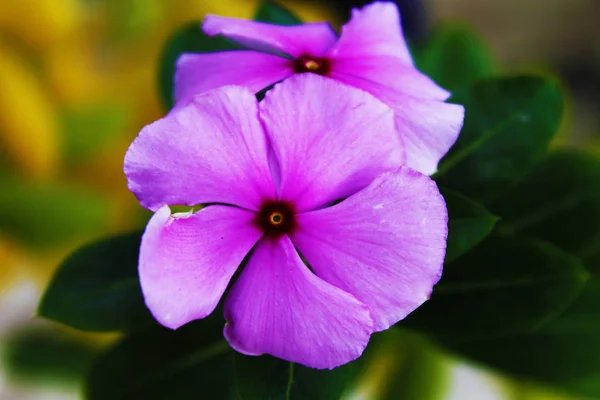 Flor rosa en el jardín con hermoso verde abstracto — Foto de Stock