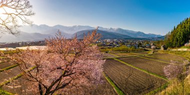 Hakuba ve Japon Alplerinin önünde çiçek açan sakura.
