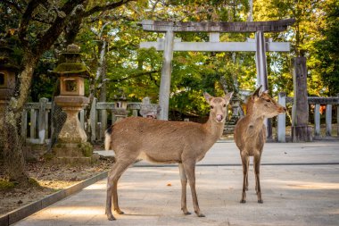 Japonya 'daki Nara Parkı' ndaki Tori Kapısı önünde sevimli bir Japon geyiği.
