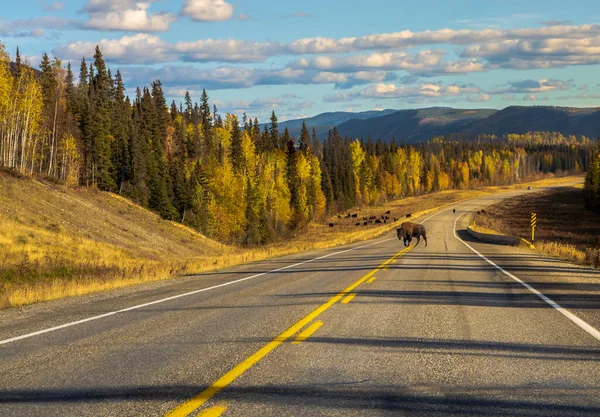 Single Bison Blokerer Motorvejen Yukon Canada - Stock-foto