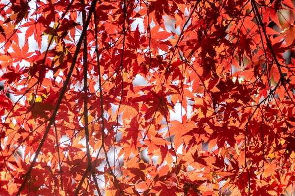 Red Japanese maple in the autumn