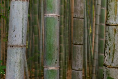 Bambuların bambu ormanındaki detayları.