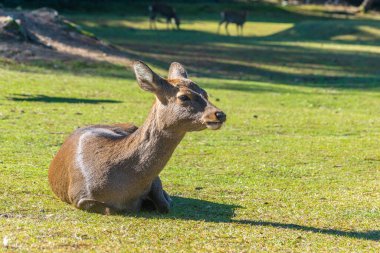 Şirin Japon geyiği, Nara Parkı, Japonya