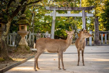 Japonya 'daki Nara Parkı' ndaki Tori Kapısı önünde sevimli bir Japon geyiği.