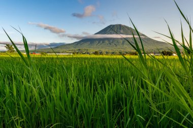 Önünde yeşil pirinç tarlası olan Yotei Dağı manzarası, Niseko, Japonya