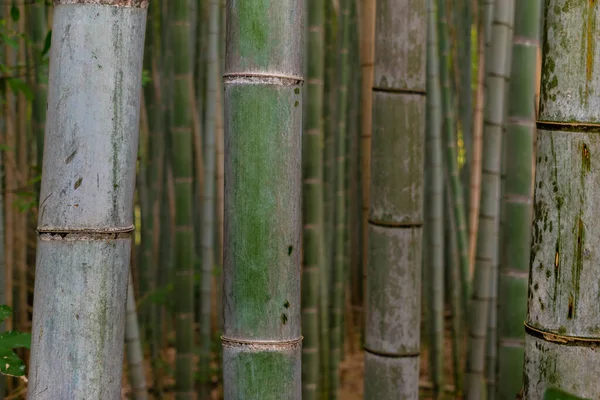 Bambuların bambu ormanındaki detayları.