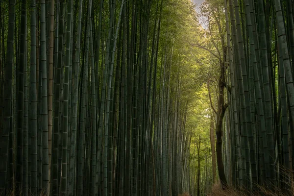 京都の嵐山にある竹林 — ストック写真