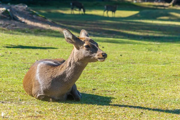 Şirin Japon geyiği, Nara Parkı, Japonya