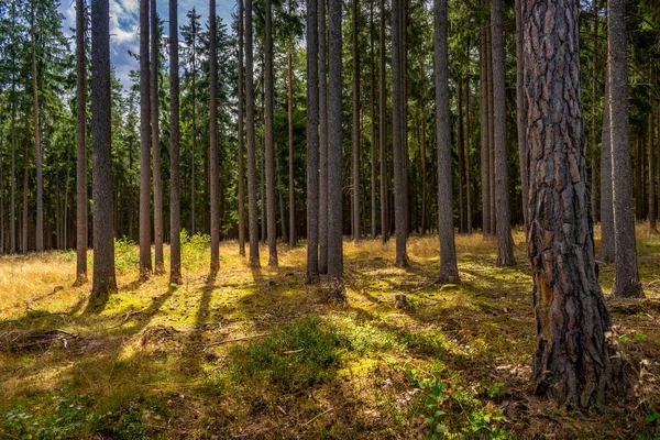 Evening Forest Warm Sunligh — Stock Photo, Image