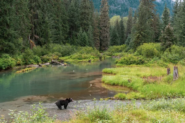 Junger Grizzlybär Steht See Hyder Alaska — Stockfoto