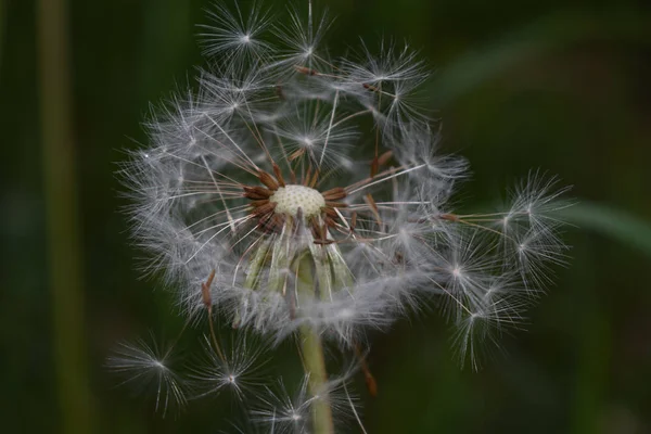 Dandelion. Flying seeds of dandelion