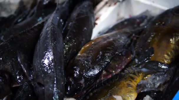 Satılık Balık Değişen — Stok video