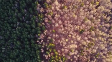 Ormanda bahar günbatımı