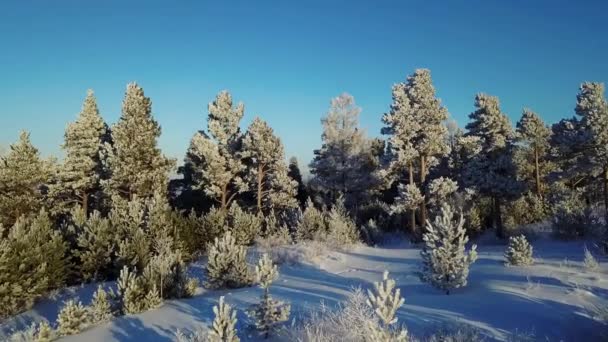 Bosque Nieve Junto Río — Vídeos de Stock