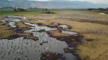 Hula Gölü. Turnalar. Ulusal Rezerv. İsrail.