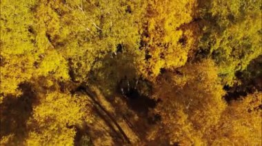 Altai, dağlar, sonbahar, şelale