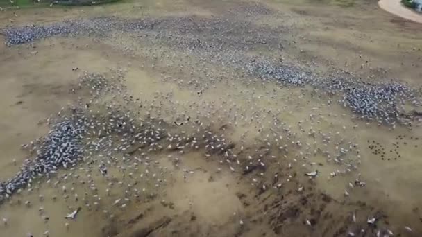 Lago Hula Grúas Reserva Nacional Israel — Vídeo de stock