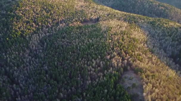 Ormanda Bahar Günbatımı — Stok video