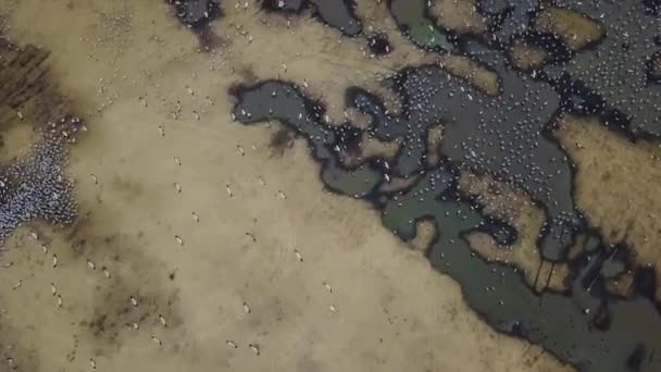 Lago Hula Grúas Reserva Nacional Israel — Vídeo de stock