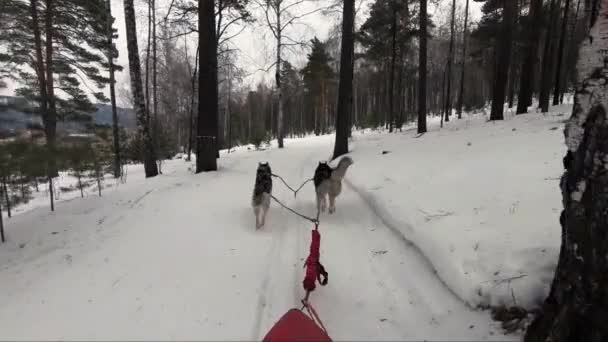 Husky Dogi Przejść Odległość Wyścigu — Wideo stockowe