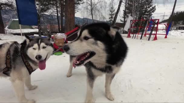 Husky Σκυλιά Πάει Απόσταση Στον Αγώνα — Αρχείο Βίντεο