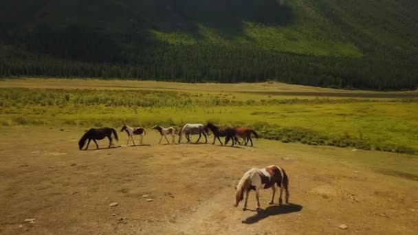 Altai Dağlar Yaz Bulutlar Şelale — Stok video