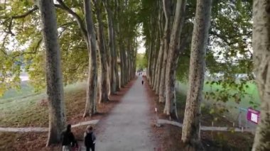 sonbahar ağaçları arasında span