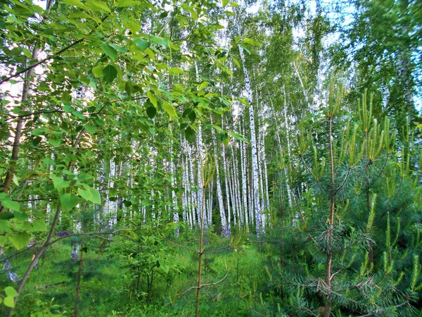 Madera Abedul Pinos Pequeños Bosque Verano Una Exuberante Vegetación —  Fotos de Stock