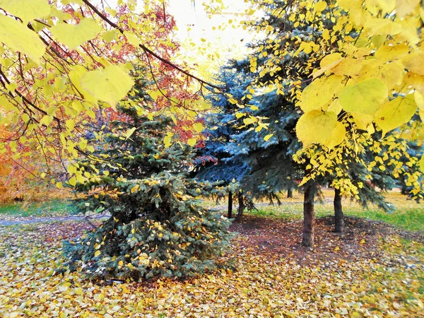 Пришла Осень Желтые Листья Падают Зеленые Перья Землю — стоковое фото
