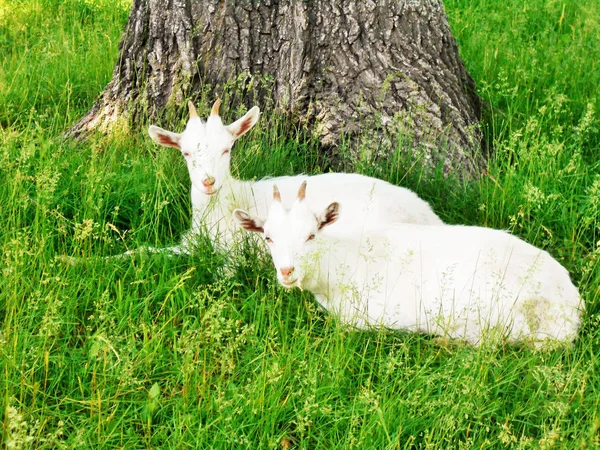 Белые Козы Отдыхают Зеленой Траве Деревом Летний Солнечный День — стоковое фото