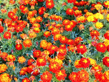 Çiçek bahçesinde yaz aylarında yeşil sap üzerinde marigolds parlak orazhevy rengin