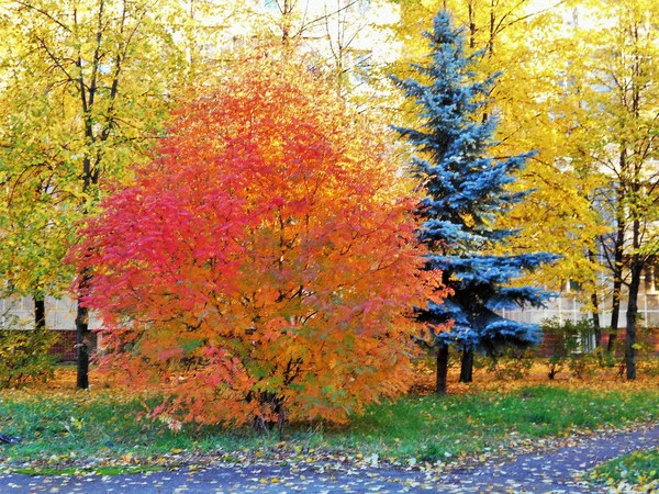 Золотые Осенние Деревья Ярких Расцветок Бургундский Желтый Зеленый — стоковое фото